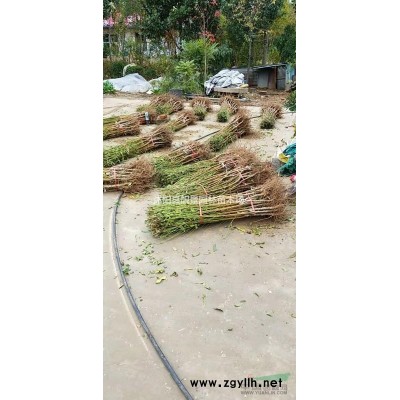 紫荆树苗价格 紫荆树种植方法及简介 紫荆苗图片及批发