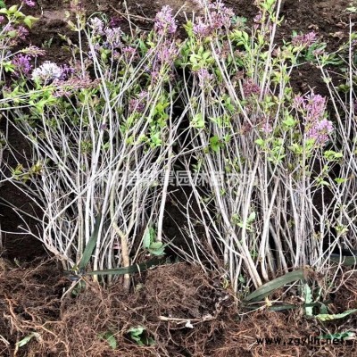 美人梅价格 美人梅种植方法及简介 苗圃直销美人梅