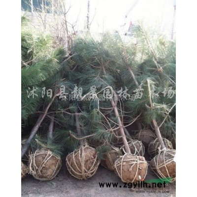 四季玫瑰价格 四季玫瑰种植方法及简介 苗圃直销四季玫瑰