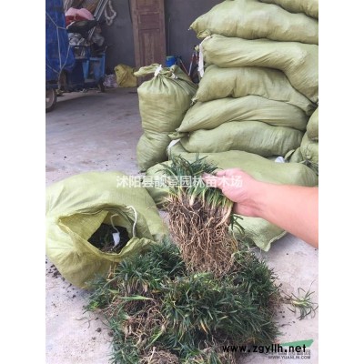 蜀桧基地 蜀桧*新报价 江苏蜀桧工程苗