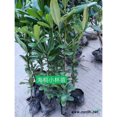 浙江萧山小叶蚊母小杯苗：大杯苗：小毛球