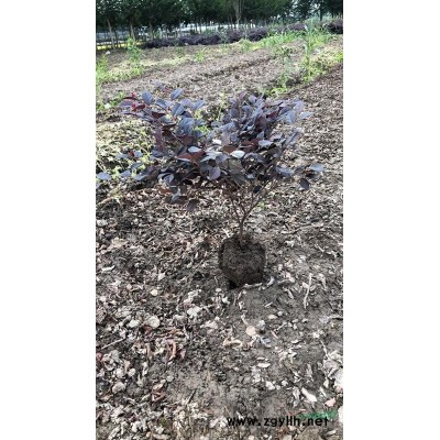浙江鸡爪槭D5-12公分