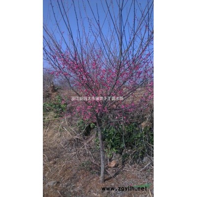 廉价供应优质量32公分大红枫。3棵。从速