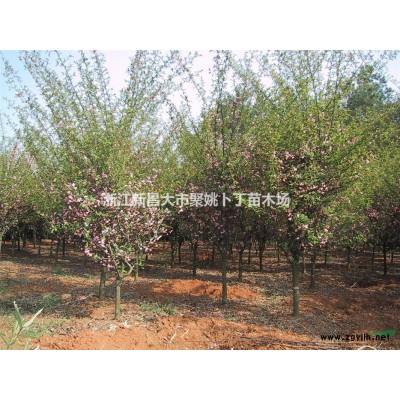 4-5公分红梅。量大，质优，价廉