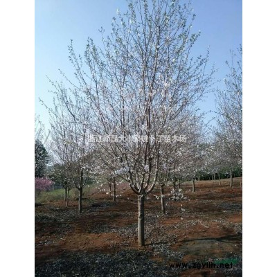 供应地径4-5公分垂丝海棠