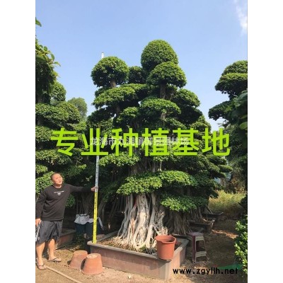 鱼尾葵价格 鱼尾葵报价