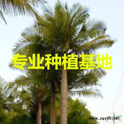 福建老人葵价格 图片