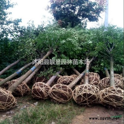 黄刺梅产地 黄刺玫毛球一株多少钱