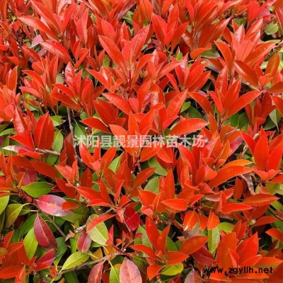 沭阳棣棠基地 棣棠毛球一株多少钱