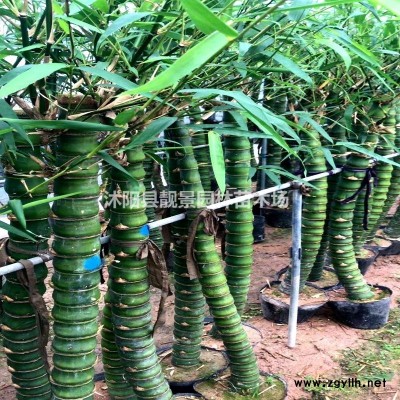 金银木树苗 金银木丛生一株多少钱