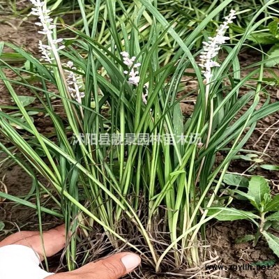 黄叶女贞苗 金叶女贞50公分高 园林绿化植物