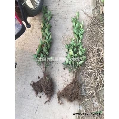 黄菖蒲工程苗 水生菖蒲基地 水体绿化植物