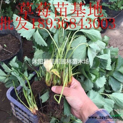 意大利络石图片 风车茉莉基地 银丝茉莉爬藤植物