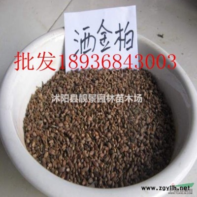 草花草籽供应 观赏野花种子 混色草花种子播种方法