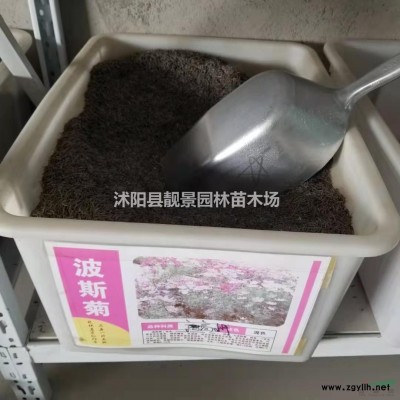 胶东卫矛批发 胶东卫矛常绿灌木 自己苗圃 欢迎实地参观