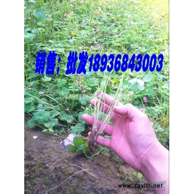 日本矮麦冬草小区，别墅护坡种植，地被草坪产地