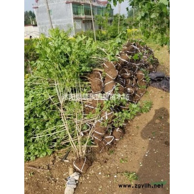 小叶女贞40公分50公分60公分一棵多少钱报价?