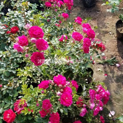 胶东卫矛扦插苗 尖叶胶东卫矛基地 胶东卫矛毛球行情