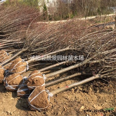 宿迁水蜡苗价格，水蜡绿篱苗分枝多，绿水蜡耐冻