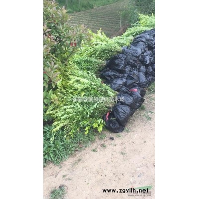 风车茉莉苗  风车茉莉60公分长多少钱一棵？