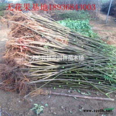 御龙草价格 玉龙草无需修剪 日本矮麦冬草不长高