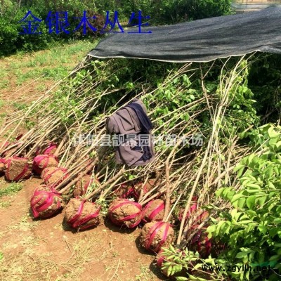 木香花苗 盆栽木香花 多季循环开花