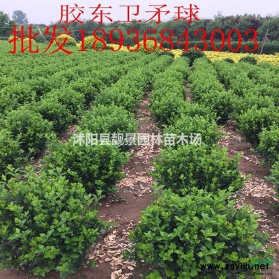 风车茉莉 银丝茉莉基地 爬藤茉莉快递发货