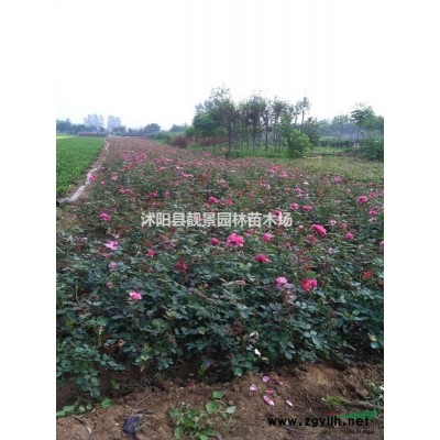 爬山虎基地 爬山虎图片 爬山虎介绍 爬山虎80万棵库存