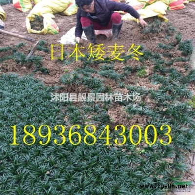 新疆忍冬价格 新疆忍冬基地 忍冬苗60厘米 忍冬50万棵供应