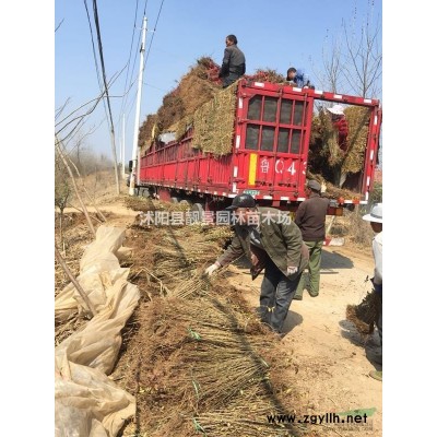 榆叶梅工程苗行情 重瓣榆叶梅哪里有 榆叶梅介绍简介