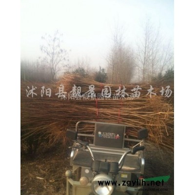 铁线莲苗介绍简介 铁线莲攀岩爬藤种植 铁线莲苗哪里有