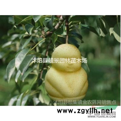 忍冬50公分高多少钱，忍冬哪里有卖，忍冬**低价格