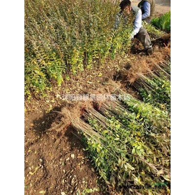 日本矮麦冬多少钱一斤，日本矮麦冬那里有货，日本矮麦冬基地批发