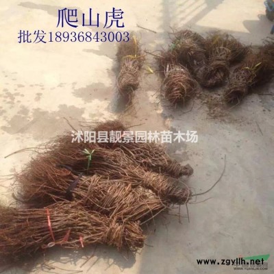 江苏紫叶李基地，紫叶李5公分粗，苗圃直销紫叶李，量大优惠