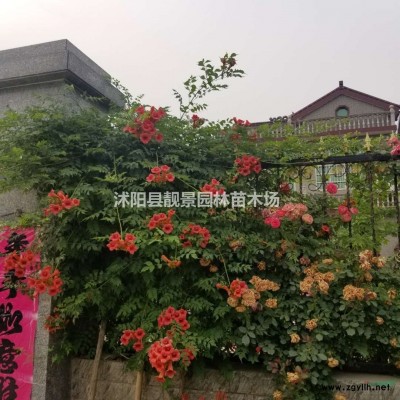 葱兰报价 葱兰种植方法简介 苗圃直销葱兰苗