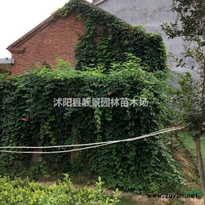 石竹草苗价格 石竹草繁殖方法简介 苗圃直销石竹草苗