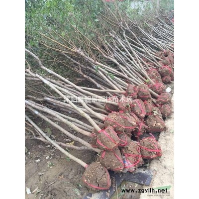 竹子价格 竹子繁殖方法介绍 苗圃直销竹子苗