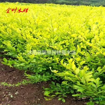 四季玫瑰江苏价格，四季玫瑰50公分高，四季玫瑰适应新疆工程种