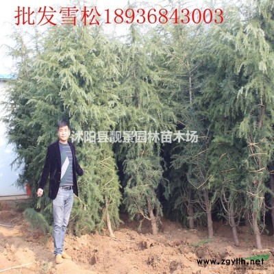 塔柏1.8米高 塔柏种植苗圃 绿化工程苗塔柏