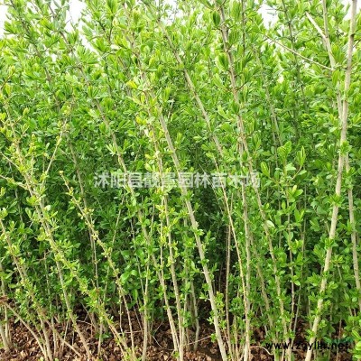 江苏红花草基地，红花草价格批发，优质红花草工程苗，