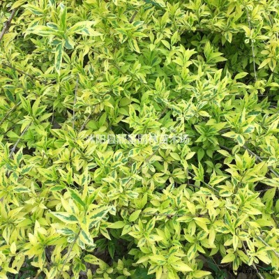 玉龙草2018春季价格，玉龙草基地批发，玉龙草种植实惠，
