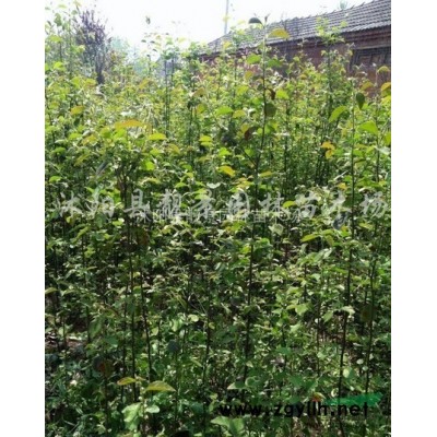 红花蔷薇价格 蔷薇1米高小苗， 别称野蔷薇
