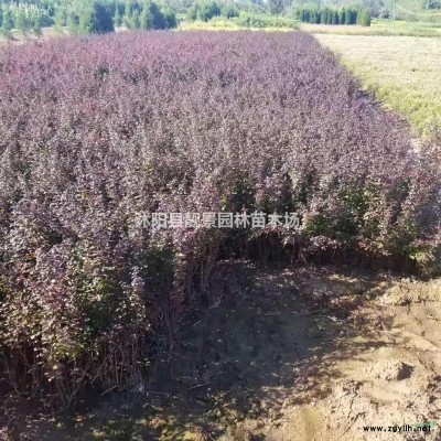 江苏沭阳供应火棘苗30-120公分火棘球50-120冠幅价格