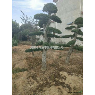 湖南漂亮的造型罗汉松哪里好/哪家便宜