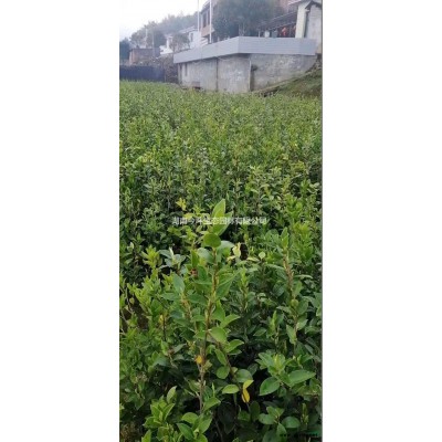 优质地笼桂花报价 精品地笼桂花行情 漂亮的地笼桂花批发