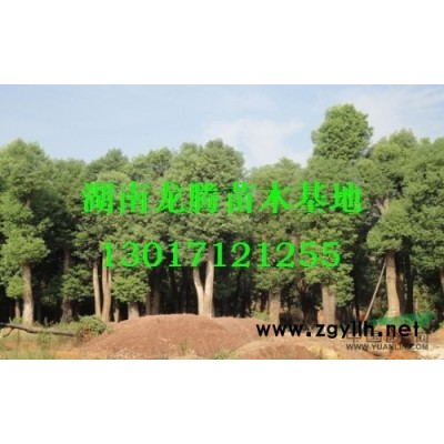 湖南长沙夹竹桃 红花夹竹桃