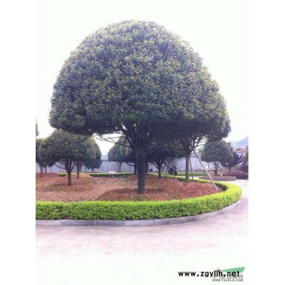 湖南各种规格香樟.桂花.杜鹃.广玉兰