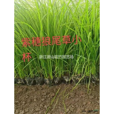 杭州旺竹园艺场批发供应大叶栀子毛球价格优惠