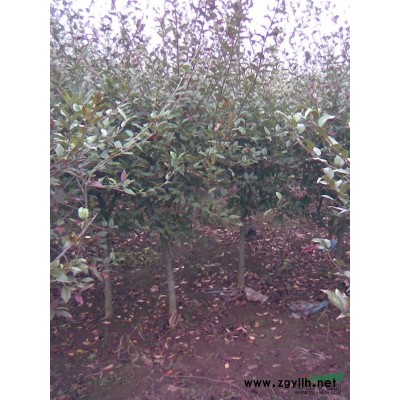 供20-22公分鸡爪槭