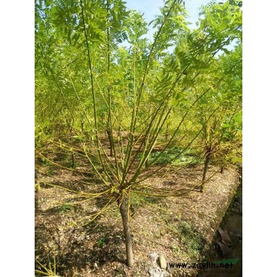 供4-5公分西府海棠。量大，质优，价廉